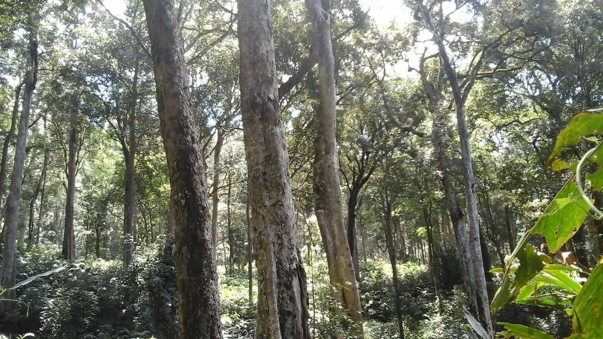 **** Resort Ambady Estate Hotel Munnar India